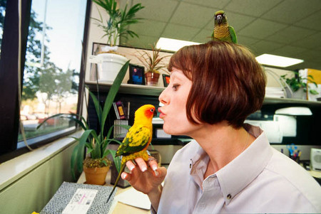 Christine's birds, Martini & Rossi